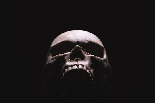 Artificial skull on a black background