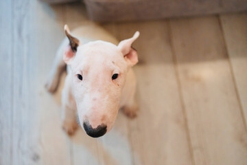 a white mini bull terrier sits on the floor of the room. fighting dog breed in the family. breeding...