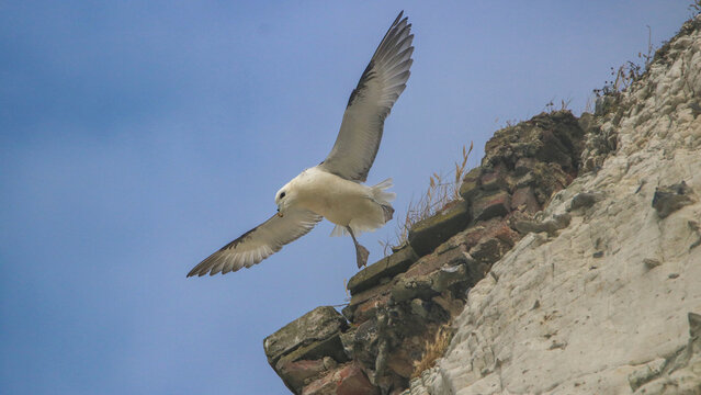 Northern Fulmar