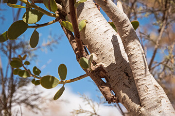 Closeup detail of the roots of a parasitic Plicosepalus acaciae acacia strap shrub attached to a tamarisk tree in Wadi Nekarot in the Negev in Israel
