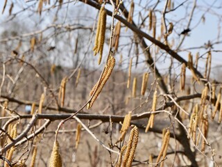 Corylus avellana, the common hazel male catkins