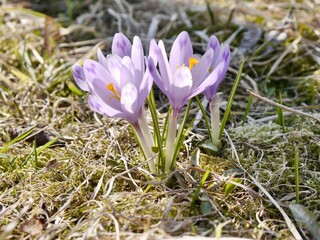 spring Crocus heufelianus flowers