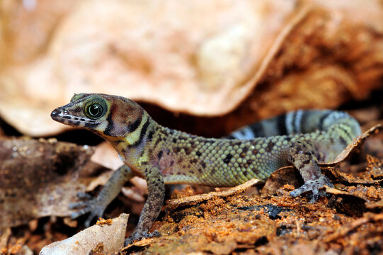 Bay Island Kugelfingergecko // Bay Island least gecko (Sphaerodactylus rosaurae) - Roatan (Honduras)