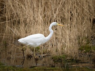 Fototapeta premium great white heron
