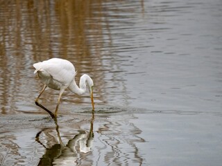 great white heron