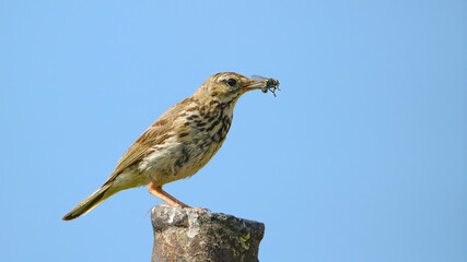 Tree pipit at lunch