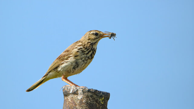 Tree pipit at lunch