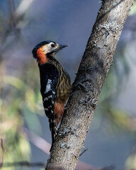Crimson-breasted woodpecker or Scarlet-breasted woodpecker photographed in North Sikkim, India