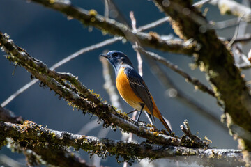 Blue-fronted redstart photographed in North Sikkim, India
