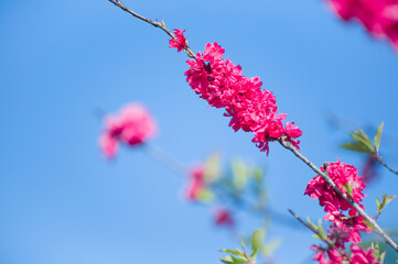 紅色の桃の花を青空を背景にクローズアップして写す	