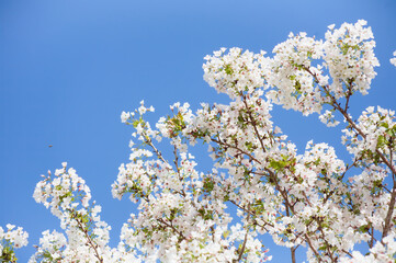 番所丘公園の満開の桜を近接撮影	