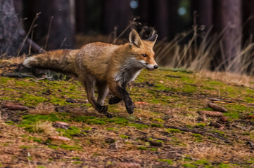 Cute Red Fox, Vulpes vulpes in fall forest. Beautiful animal in the nature habitat. Wildlife scene from the wild nature. Red fox running in orange autumn leaves