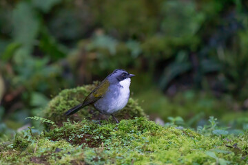 A Grey browed Brushfinch (Arremon assimilis) perched on the ground against a blurred natural background, Colombia, South America
