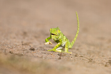 Wild and funny chameleon walking on the sand ground with blurred green trees in the background. Animal like a model front the camera looking to the camera. Green small animal.
