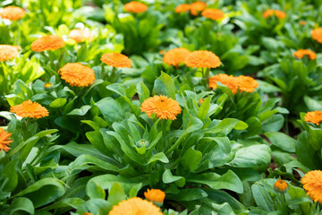 Beautiful yellow flower close up in the garden