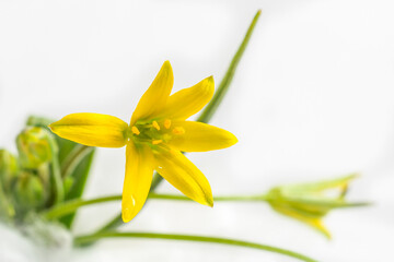 bouquet of yellow flowers