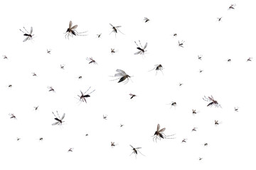 Flying mosquitoes isolated on white background - obrazy, fototapety, plakaty