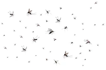 Foto op Plexiglas Flying mosquitoes isolated on white background © Piman Khrutmuang