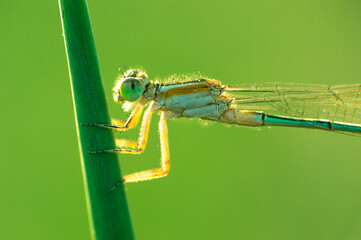 Damselfly on a green leaf