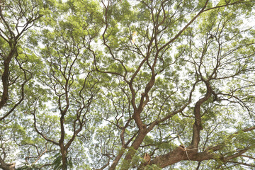 Landscape the big tree with nature background