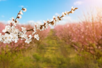 Beautiful branches of white Cherry blossoms on the tree under sky background.