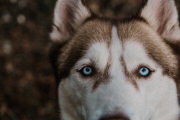 husky eyes