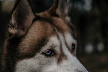 siberian husky face