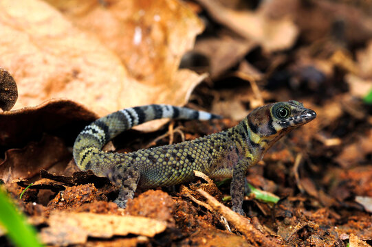 Bay Island least gecko // Bay Island Kugelfingergecko (Sphaerodactylus rosaurae) - Roatan (Honduras)
