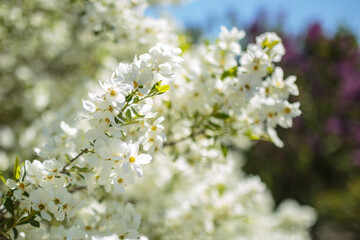 Branches of blossoming cherry blossom macro with soft focus on gentle sky background in sunlight with copy space. Beautiful floral image of spring nature.