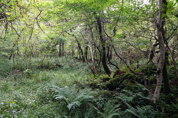 dense summer forest with old trees and fern