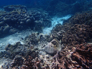 東ティモール　ジャコビーチの海中