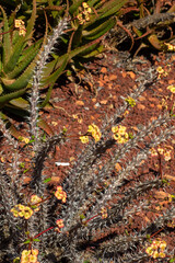 Stem of a Crown Of Thorns plant (euphorbia millii) with flowers in garden