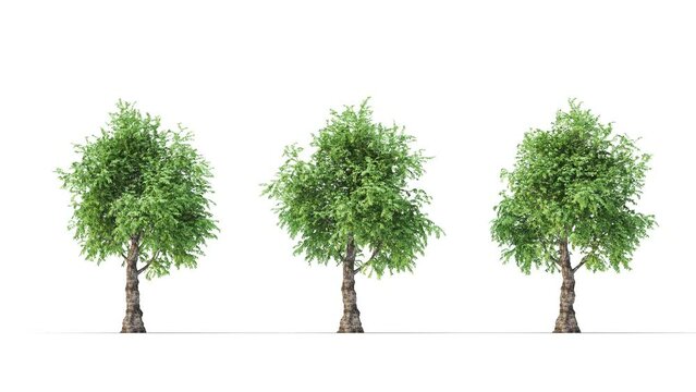Isolated realistic Morton tree on the wind, White background with transparent cut-out animation and alpha channel.3d rendering with id pass