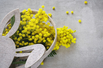 Fototapeta na wymiar Yellow mimosa flower in Easter bag with bunny ears.
