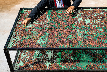 Farmers drying organic cocoa beans on a sunny day