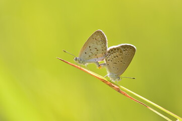 Butterfly mating on a leaf. Nature background concept.