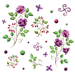 Watercolor set of elements flowers and barberry