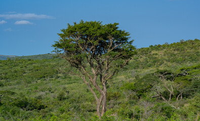 Fototapeta premium Buschlandschaft Naturreservat Hluhluwe Nationalpark Südafrika