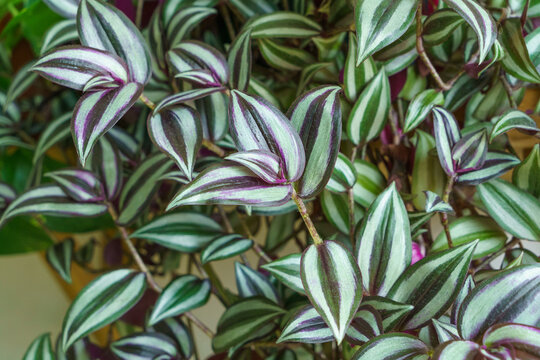 View on zebra church leaves background. Zebrakraut silver inch plant, wandering jew plant, decorative room for home decor. TradeScantia Zebrina or Spiderwort Purple and green striped leaves background