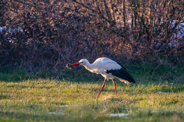 White Stork (Ciconia ciconia) feeding on grass on the migration path
