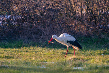 White Stork (Ciconia ciconia) feeding on grass on the migration path