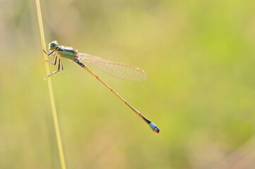 dragonfly on a green leaf
