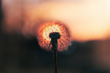 dandelion of the sun