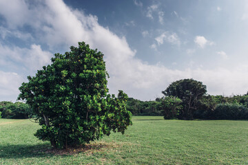 Summer day with blue sky,trees and grass