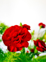Czerwone kwiaty tło