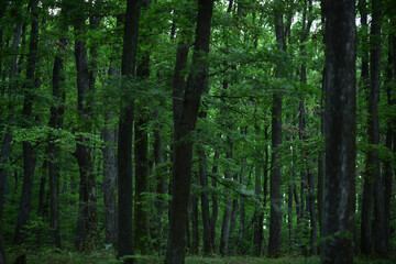Fototapeta na wymiar Tree forest on background. Green nature wallpaper.