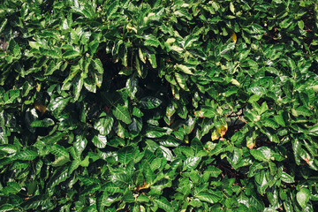 Thick green foliage of bushes. Natural background