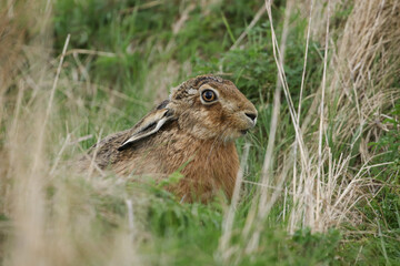 A beautiful Brown Hare, Lepus europaeus, feeding in a field in the UK.	