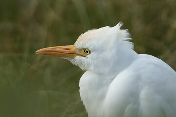 A head shot of a Cattle Egret, Bubulcus ibis, hunting for food in a field where cows are grazing.	