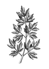 Fresh Lovage sketch. Hand-sketched Vegetable illustration. Healthy food  herbal plant. Vector drawing of raw cultivated Lovage. Herbs for grocery, markets, packaging, recipes, menus design.
